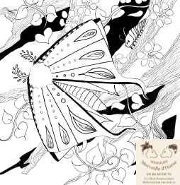 Papillon de nuit